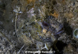 Bavosa cervina. 
Taken with Nikon D300 and Nikkor 18-55 ... by Francesco Pacienza 